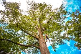 How Our Tree Care Process Works  in  Hughes Springs, TX