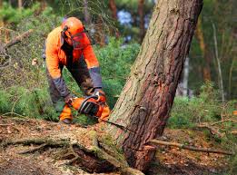 Best Tree Maintenance Programs  in Hughes Springs, TX