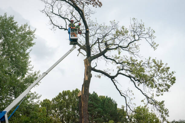 Best Tree Cabling and Bracing  in Hughes Springs, TX