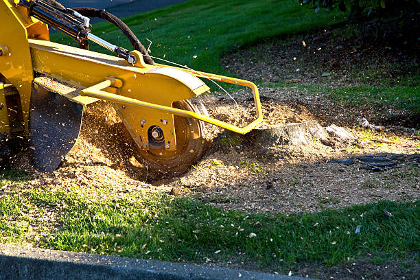 Best Soil Testing and Treatment  in Hughes Springs, TX