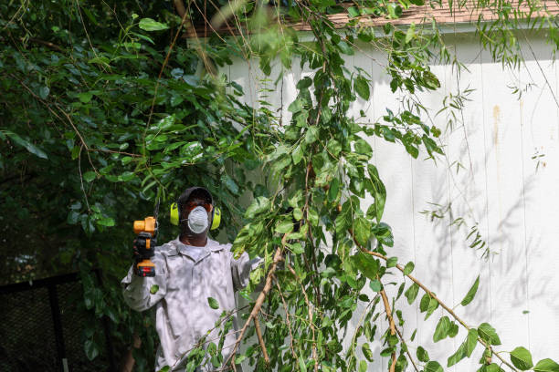 Best Lawn Pest Prevention  in Hughes Springs, TX